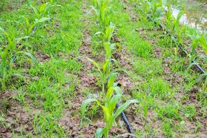 campo de milho com sistema de irrigação de água na horta orgânica foto