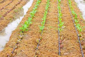 planta vegetal verde fresca no jardim orgânico com sistema de irrigação por gotejamento de água foto