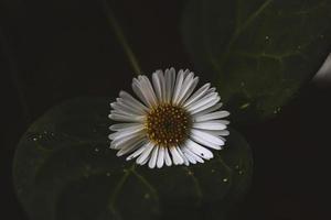 foto macro de flor colorida