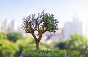 close-up de uma árvore de bonsai foto