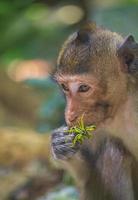 macaco segurando planta