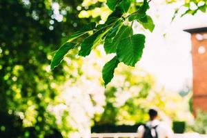 foto de foco seletivo de folhas verdes