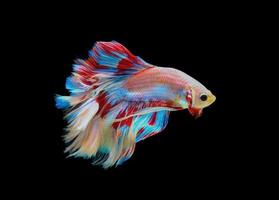 close-up de um peixe betta colorido