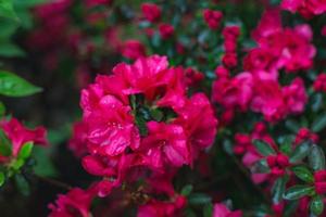 close-up de flores vermelhas brilhantes foto
