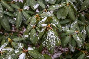 close-up de neve nas folhas foto