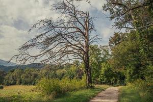 caminho para uma floresta foto