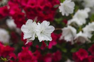 close-up de flores vermelhas e brancas