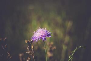 flor violeta selvagem foto