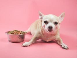 cão chihuahua de cabelo curto castanho saudável deitado com uma tigela de comida de cachorro seca no fundo rosa, olhando para a câmera. foto