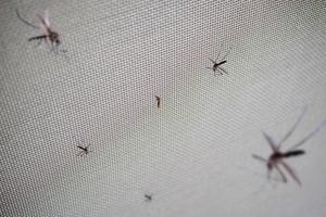 muitos mosquitos na tela de arame de rede de insetos fecham na janela da casa foto