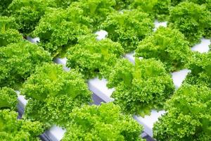 planta de salada de alface de folhas verdes orgânicas frescas em sistema de fazenda de vegetais hidropônicos foto