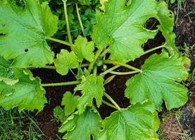 abobrinha cucurbita pepo na velha terra ao lado de hamburgo foto