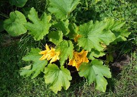 abobrinha cucurbita pepo na velha terra ao lado de hamburgo foto