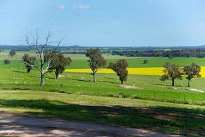 vista panorâmica das áreas rurais da austrália regional de walla walla é uma cidade na região riverina do sul de nova gales do sul. foto