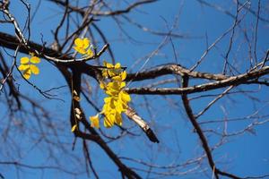 austrália outono amarelo folha em um monte de árvore em close-up. foto