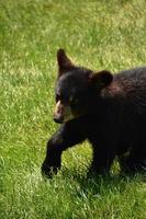 olhando para o rosto de um precioso filhote de urso preto foto