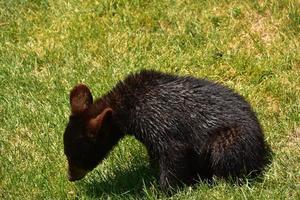 urso preto fofo bebê brincando na grama foto