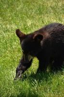 precioso filhote de urso preto dando um passo foto