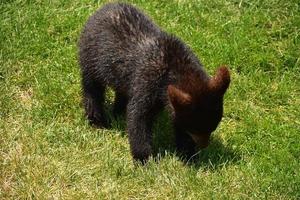 curioso filhote de urso preto jogando no campo de grama foto