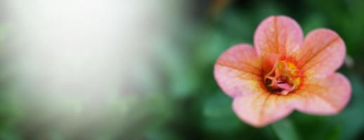 imagens de close-up da rosa impattiens dupla são anuários populares do jardim. foto
