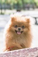 retrato de adorável cão pomeranian laranja sorridente na caminhada de verão. foto