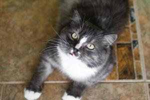 postura plana no retrato de perto do adorável gato cinza e branco fofo na luz solar. foto