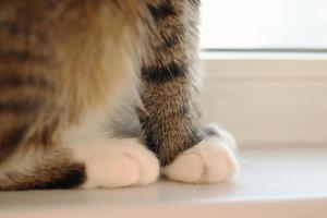 close-up de patas fofas de gato malhado marrom. foto