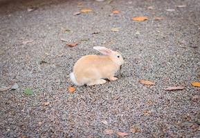 coelho fofo no zoológico. conceito de animal de estimação foto