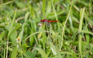 libélula vermelha no campo foto