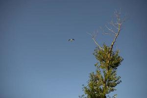 pássaro no céu e árvore. vôo do pássaro. gaivota voa. foto