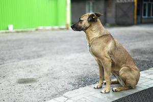 cão vadio na rua. animal sem dono. foto