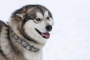 retrato de cachorro rouco, fundo de inverno nevado. animal de estimação engraçado andando antes do treinamento de cães de trenó. foto