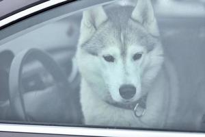cachorro husky no carro foto