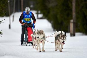 corrida de cães de trenó husky foto