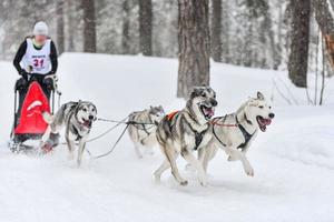 corrida de cães de trenó husky siberiano foto