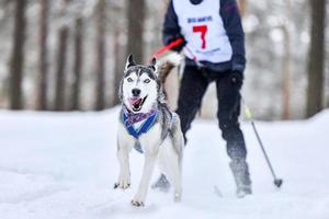 competição de skijoring de cães foto