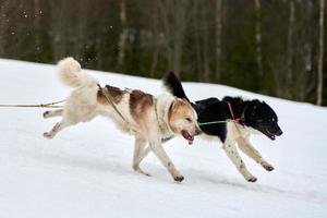 correndo cão husky na corrida de cães de trenó foto