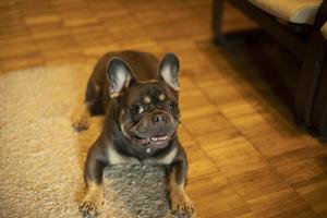 cachorro no quarto. animal de estimação de raça pequena. foto