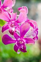 linda flor de orquídea rosa foto