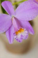 flor da Cattleya foto
