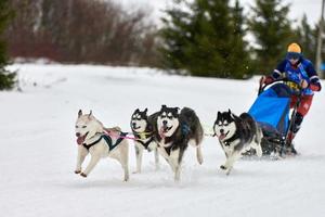 corrida de cães de trenó husky foto