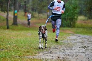 corrida de mushing de cães canicross foto