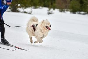 corrida de esporte de cão skijoring foto