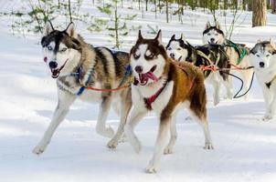 competição de corrida de cães de trenó. cães husky siberiano no arnês. desafio do campeonato de trenó na floresta da rússia de inverno frio. foto