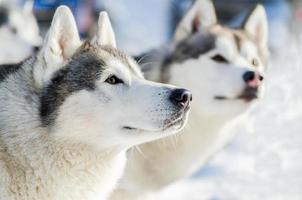 retrato de rosto ao ar livre de dois cães husky siberiano. treinamento de corrida de cães de trenó em clima frio de neve. cão de raça pura forte, bonito e rápido para trabalho em equipe com trenó. foto