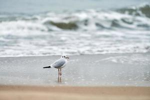 gaivota de cabeça preta na praia, conceito de solidão foto