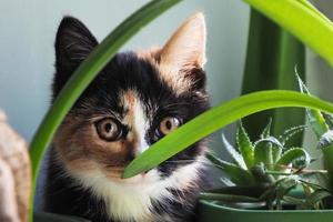 um gatinho lindo e fofo, de três cabelos em plantas foto