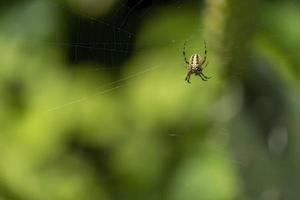 aranha construindo teia de aranha com bokeh verde e bonito, guadalajara, jalisco foto