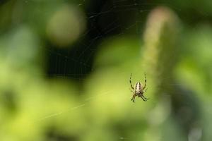 aranha construindo teia de aranha com bokeh verde e bonito, guadalajara, jalisco foto