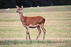 um close-up de um veado vermelho na zona rural de cheshire foto